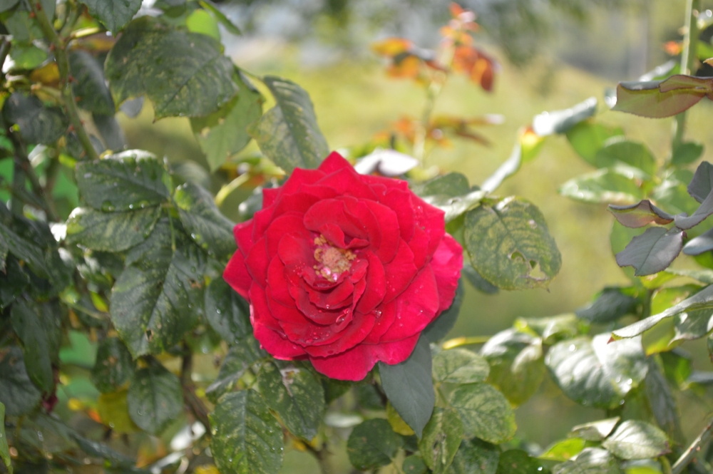 An image of a beautiful rose blooming on a plant