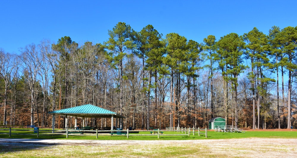 An image of long, tall trees standing gracefully in an open space